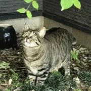 リバース