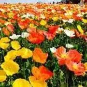 ⭐︎ (プロフ確認お願いします)の画像