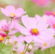 詩織の画像