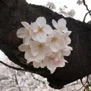 ラムネ（※プロフィールご確認ください！）の画像