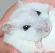 ハムハムの画像