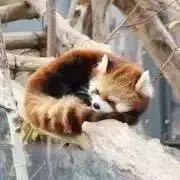 Image of れっくす