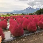 ちぇりんの画像