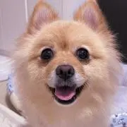 momoren8