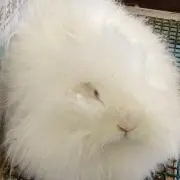 さむの画像