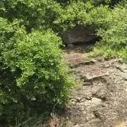 きん