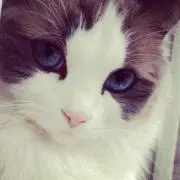 ちゃやの画像