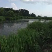 daiの画像