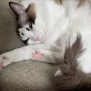 nodoguro