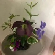 みかんちゃんの画像