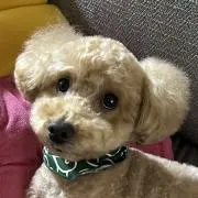きゃらめるりんの画像