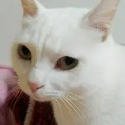 ないとの画像