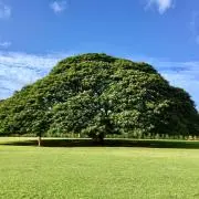 haruの画像