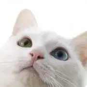 みかんの画像