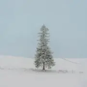 ばぐりっこの画像