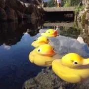 ゆゆゆ