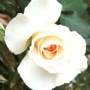 en l'airの画像