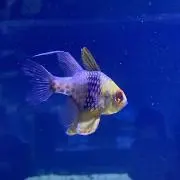ぽこの画像