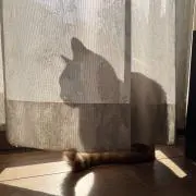 なつめの画像