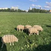 ひつじの画像