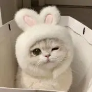 早い者勝ち即購入◎の画像
