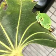 なな