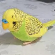 メメ太の画像