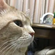 サスケ