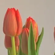 りの画像