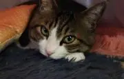 さくらんぼう（プロフ必読）