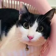 あきこ