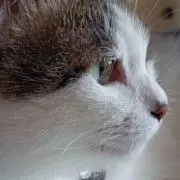 チビ