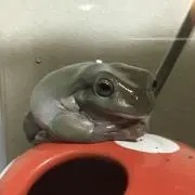 yoshuの画像