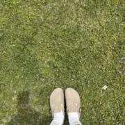 おはし