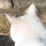 えみるの画像