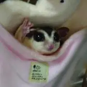 りえぽんの画像