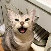 あおまめの画像