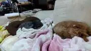 ナナ姫の執事の画像