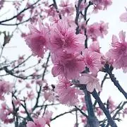 yuuriの画像