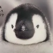 Erisuの画像