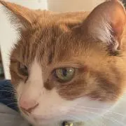 にゃお