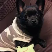 piberiの画像