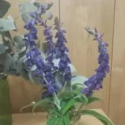 ユーカリ