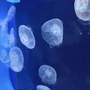 ゆめの画像