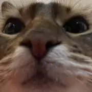 chocora-bitの画像