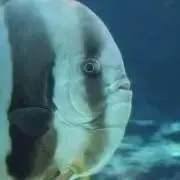 s.0000の画像