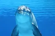 Aohanaの画像