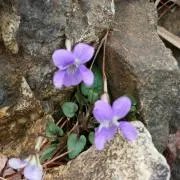 ゆきうさぎの画像