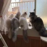 しじらわいぶさんちの5猫兄妹