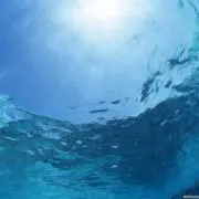 マッキーの画像